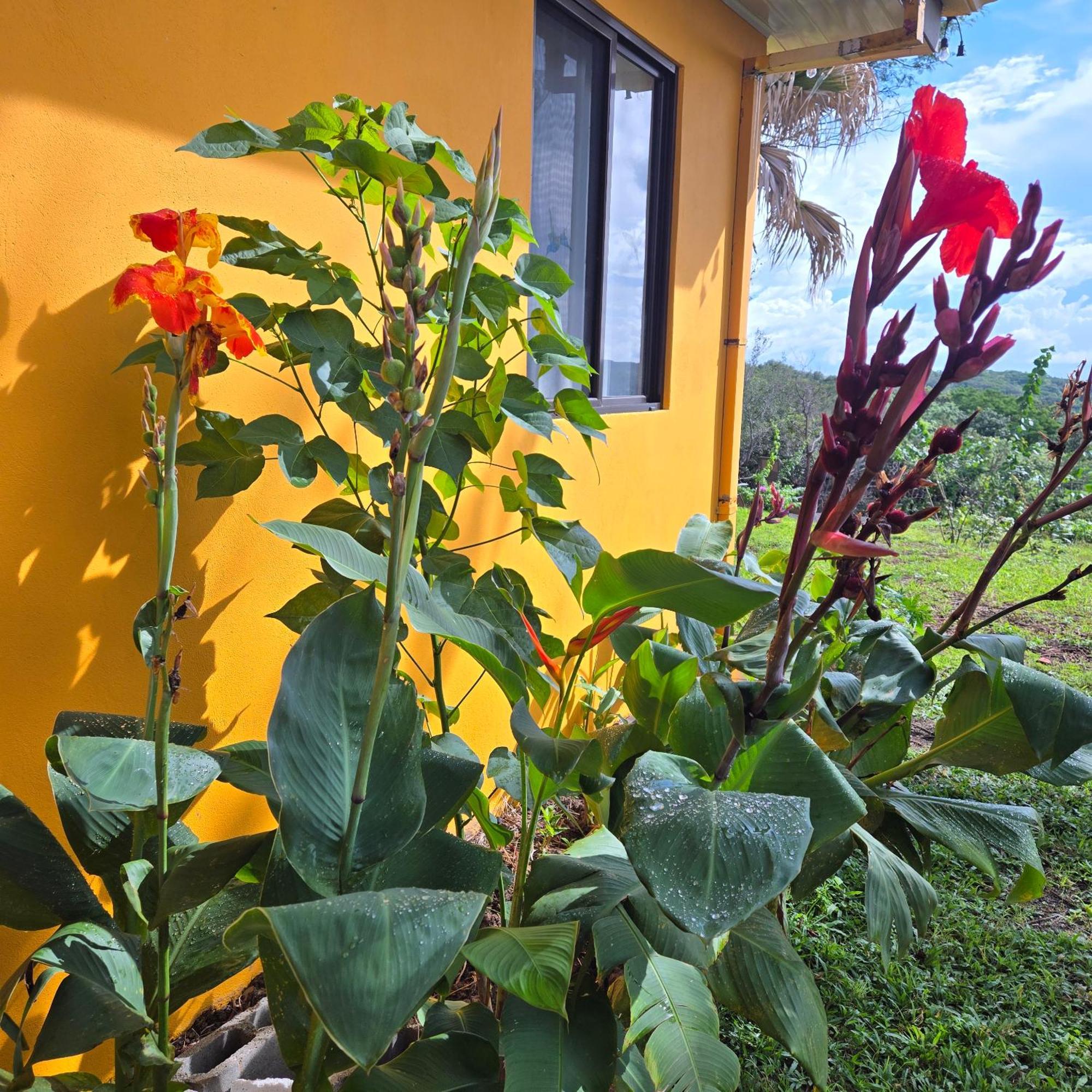 Hacienda En Los Volcanes Guayabo  Екстер'єр фото